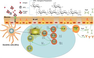 Research progress in the development of natural-product-based mucosal vaccine adjuvants